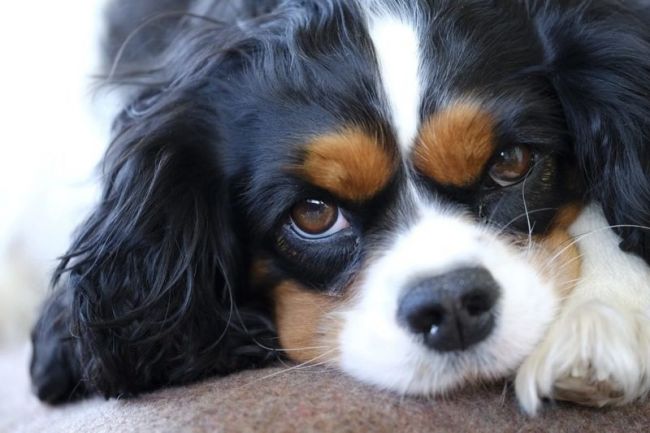 Глядя на кавалер кинг чарльз спаниель