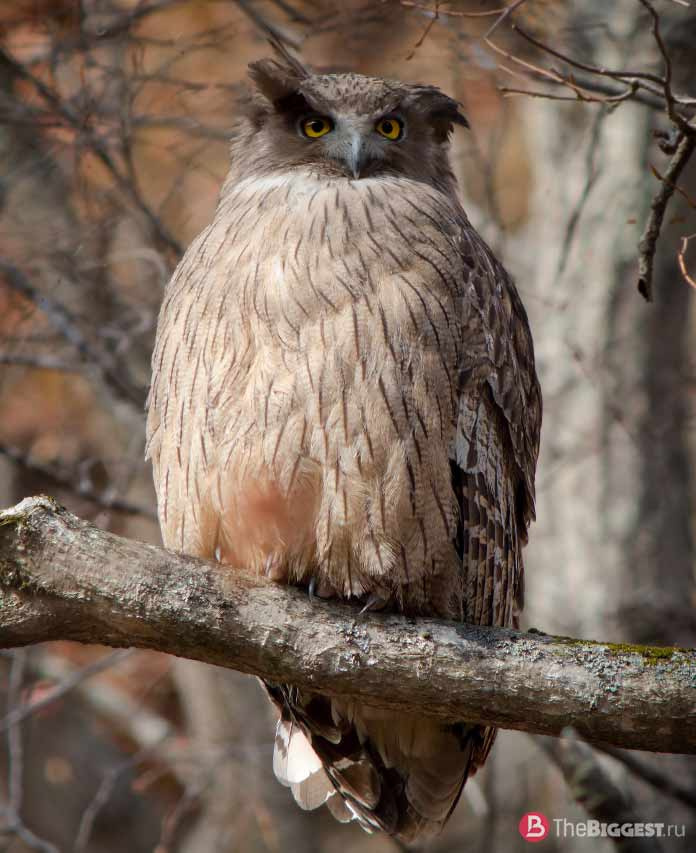 Рыбная сова / Bubo blakistoni