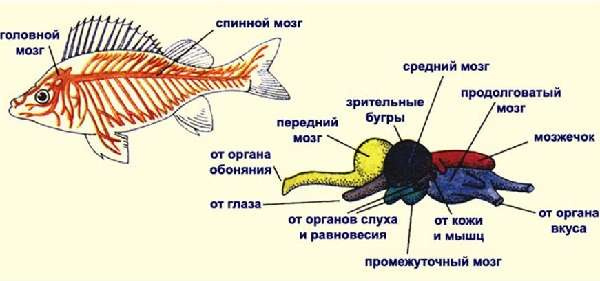 Классификация рыб по биологии и характеристика внутреннего и внешнего строения