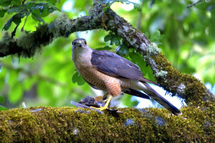 Кубинский ястреб-тетеревятник (Accipiter gundlachi) фото. 