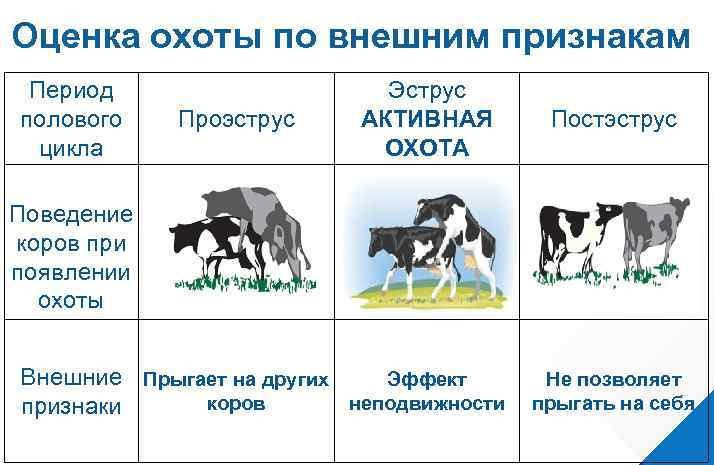 Признаки сексуального влечения