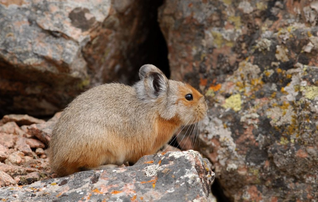Туркестанская крыса