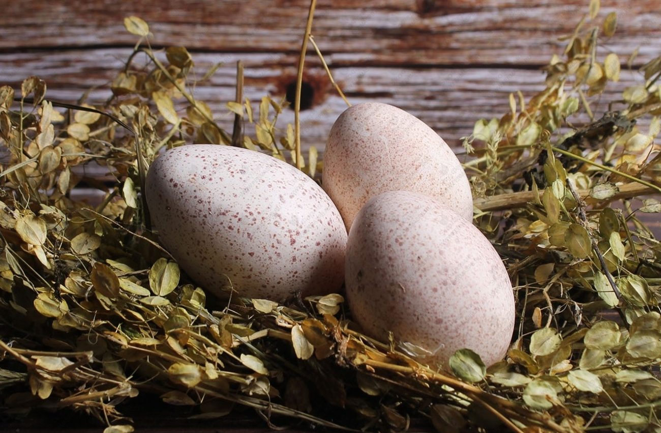 сколько стоит индюк