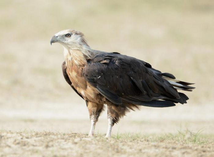 Орлан-длиннохвост (Haliaeetus leucoryphus) фото