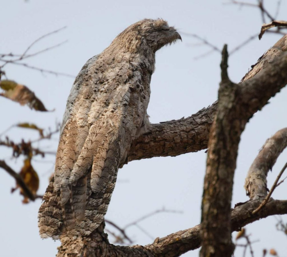 Гигантский лесной козодой (Nyctibius grandis).