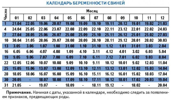 календарь беременности свиней