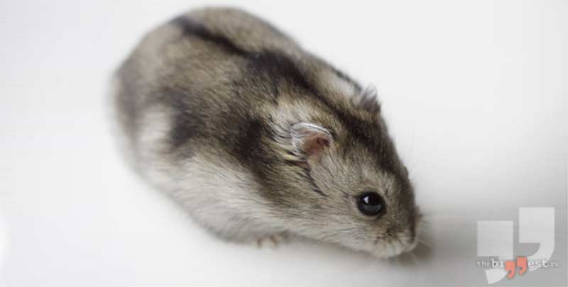 Phodopus sungorus