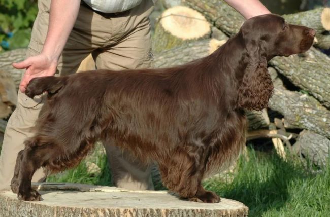 Полевой спаниель