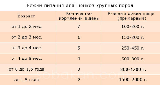 Американский Стаффордширский терьер