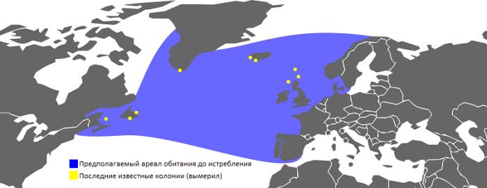 Описание Бескрылой Гагарки