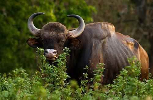 Описание Gaur