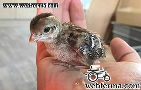 Калифорнийский хохлатый перепел