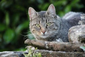 Европейская короткошерстная