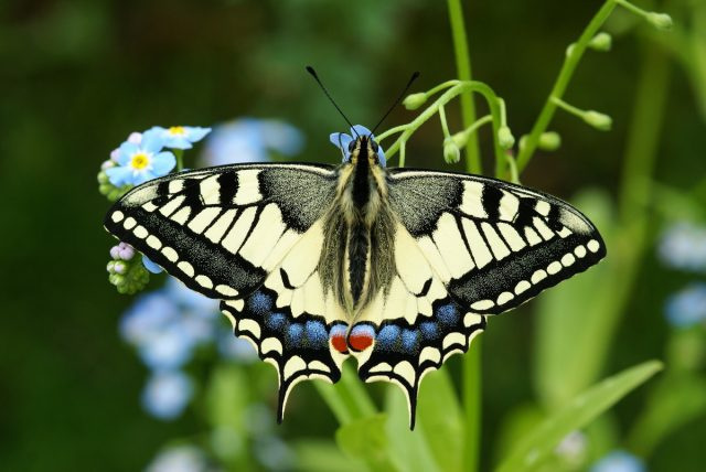 Бабочка-парусник (Papilio machaon)