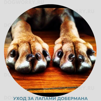 Уход за лапой добермана
