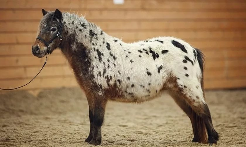 Топ-10 самых маленьких лошадей в мире