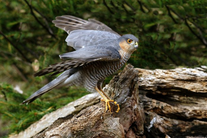 Ястреб-тетеревятник (Accipiter nisus) фото. 