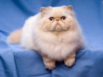 Персидская кошка