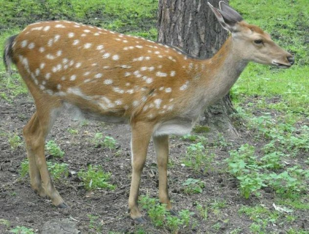 Виды оленей
