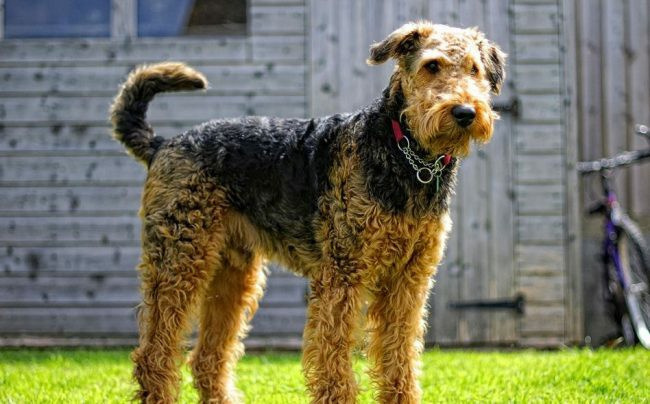 Фото Airedale