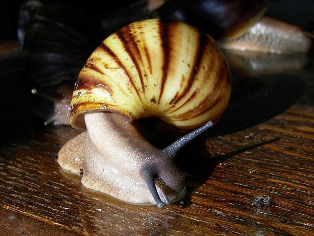 Marginata ovum 
