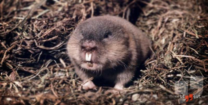 более мелкие грызуны: Ellobius talpinus