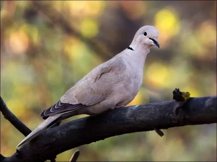 Фотография кольчатого голубя (Streptopelia decaocto
