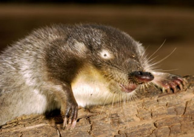 Как выглядит выхухоль животных
