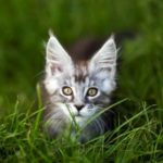 котенок мейн кун