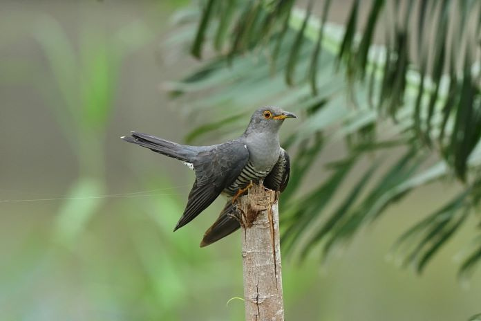 Cuculus saturatus