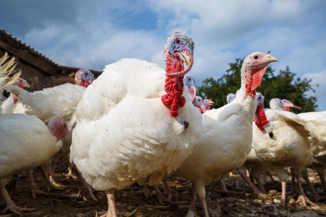 белые индюки