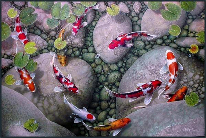 Карпы кои