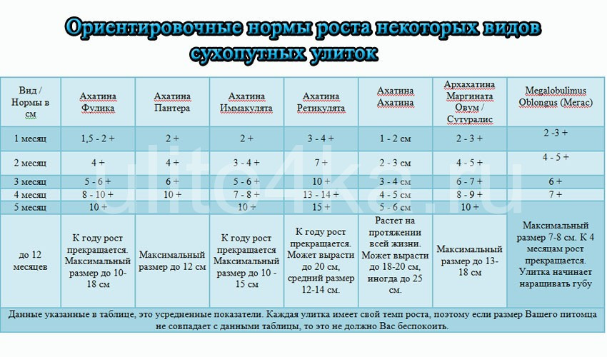 скорость роста улиток 