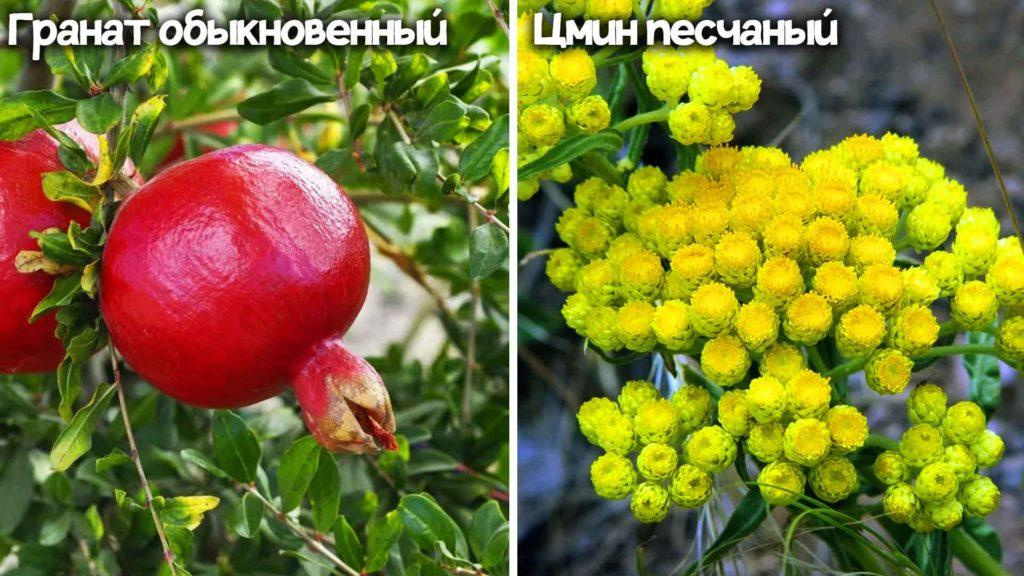 Красная книга Краснодарского края – список, описание животных, растений, грибов с фото и видео