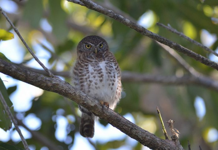 Кубинская сова (Glaucidium siju) фото