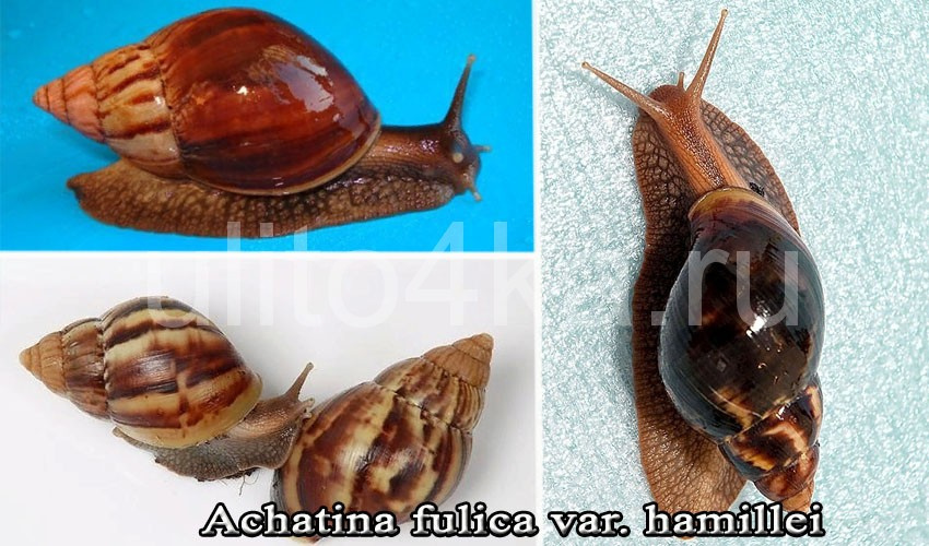 foulika