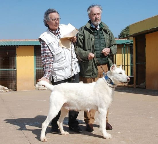 Perro montero de valdueza