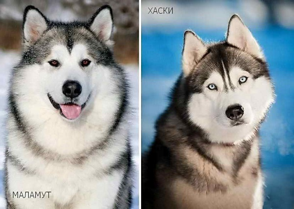 Маламуты и хаски - 12 отличий с резкими фото