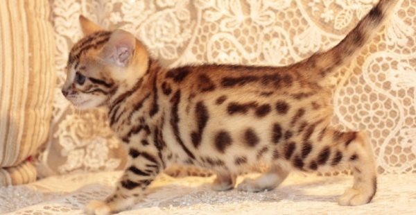 Кошка производит 5-6 котят