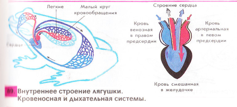 Пищеварительный тракт