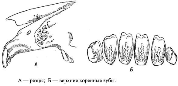 Строение зубов кролика