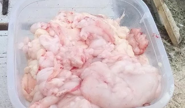 Как выглядит жир кролика