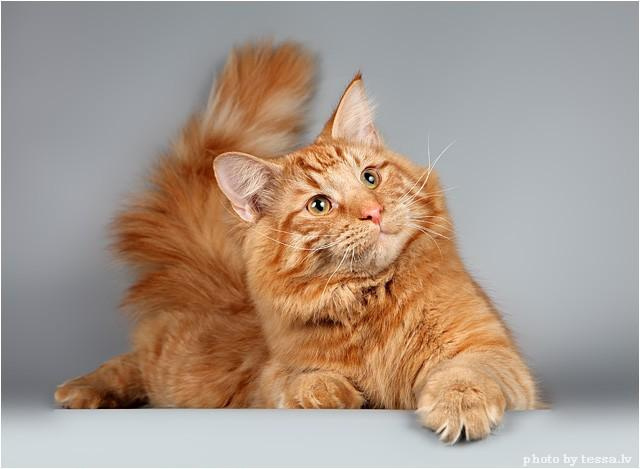 Норвежская лесная кошка