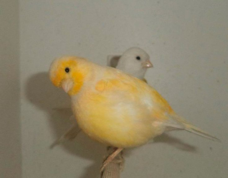 Fife Fancy Canary