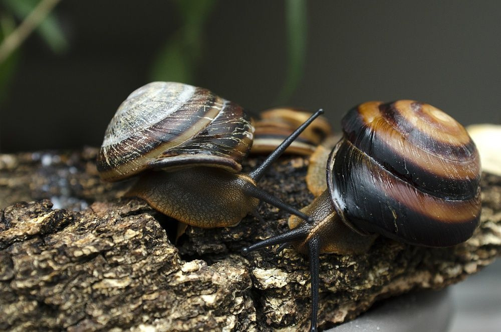 Улитка Caracolus 