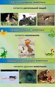 Что едят животные