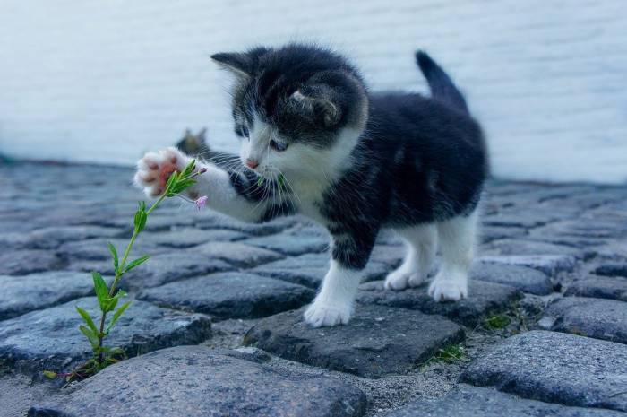 455+ немецких имен для кошек и собак