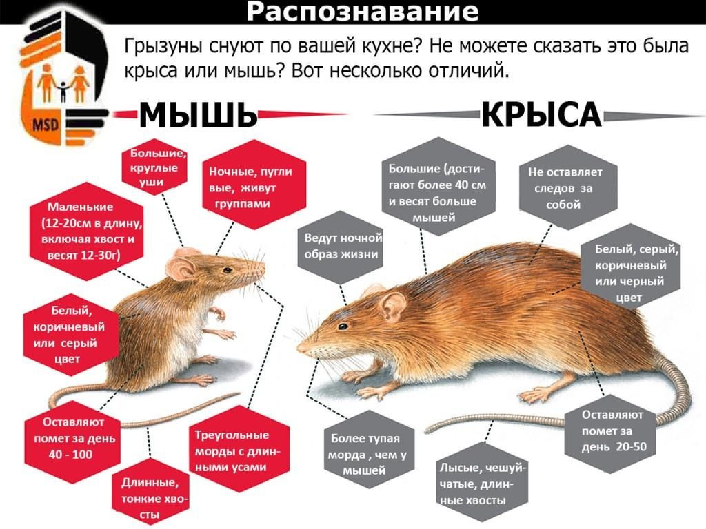 Чем отличается мышь от крысы (разница) - 5 отличий, взрослые и щенки