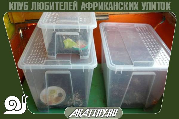 Как ухаживать и как разводить альбиносов 