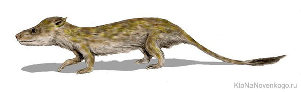 Cinodonti